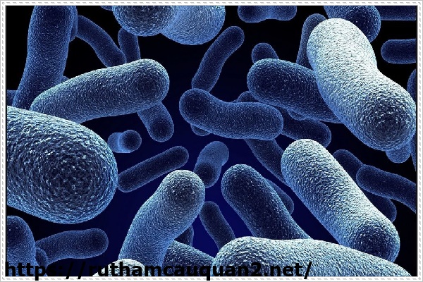 Chất thải trong bồn cầu sinh vi khuẩn c&oacute; hại