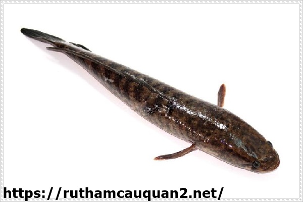 C&aacute; l&oacute;c c&oacute; thể  xử l&yacute; bồn cầu bị bắn nước